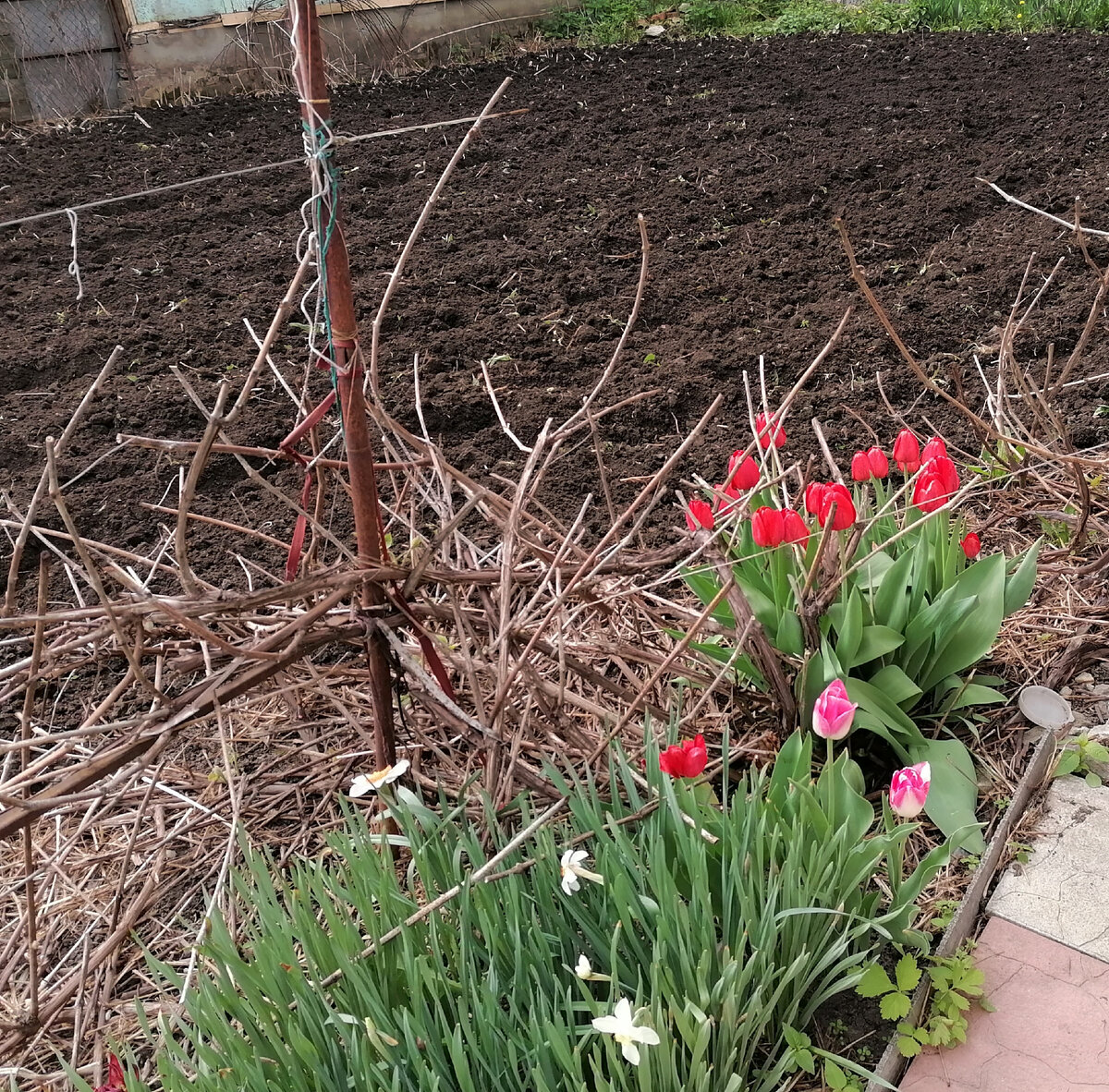 Тюльпаны, нарциссы и лозы винограда 