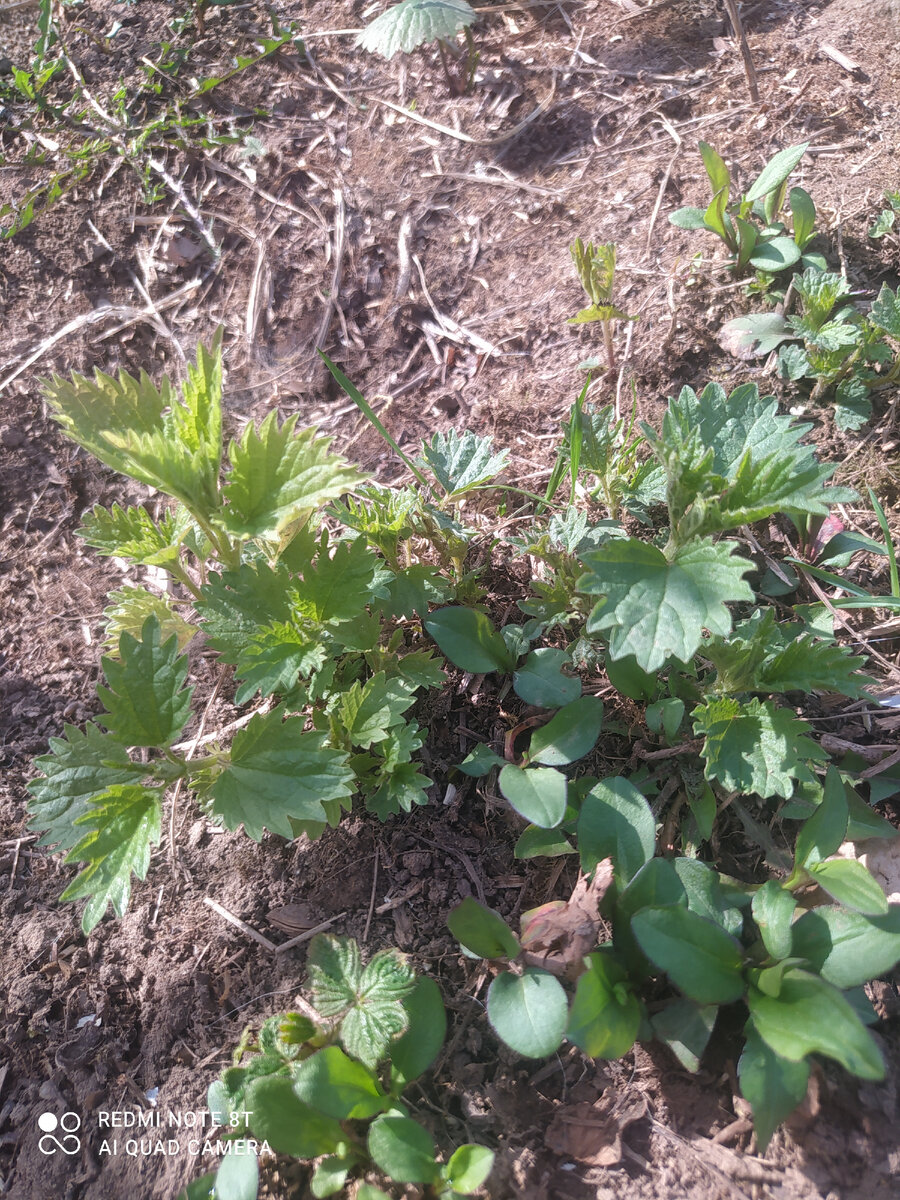 Полезная красота на нашем участке👍