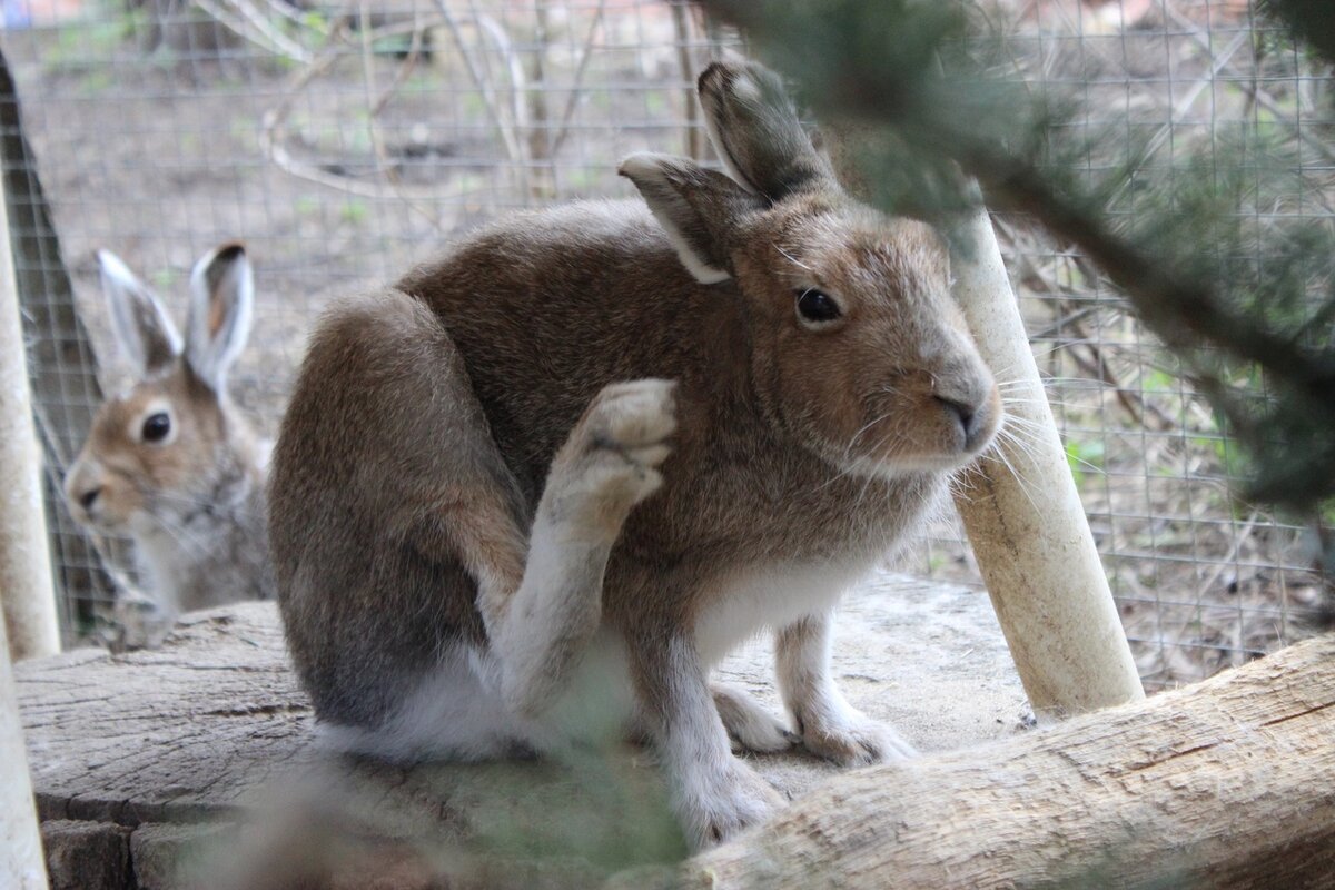 Hare News: как поживают зайчики | Центр диких животных Дом Зайца | Дзен