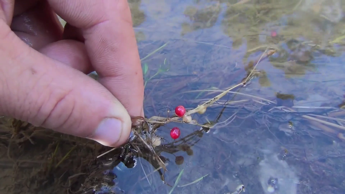 неизвестная мне ягода смотрите на видео в конце статьи