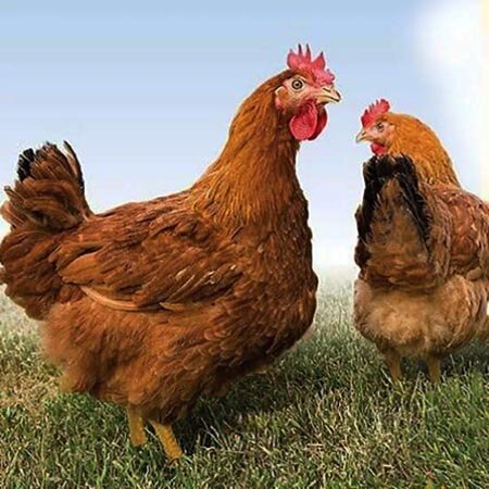 Цветной бройлер Тетра ХБ Колор (Венгерский великан). Изображение взято с сайта, где мы заказывали инкубационное яйцо. https://incubatorvsem.ru/yaytso_inkubatsionnoie