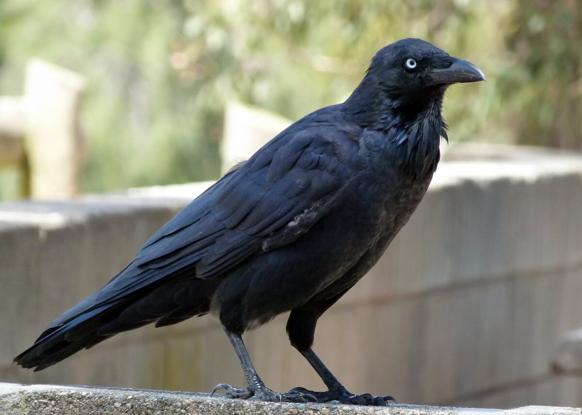 фото вороны из интернета