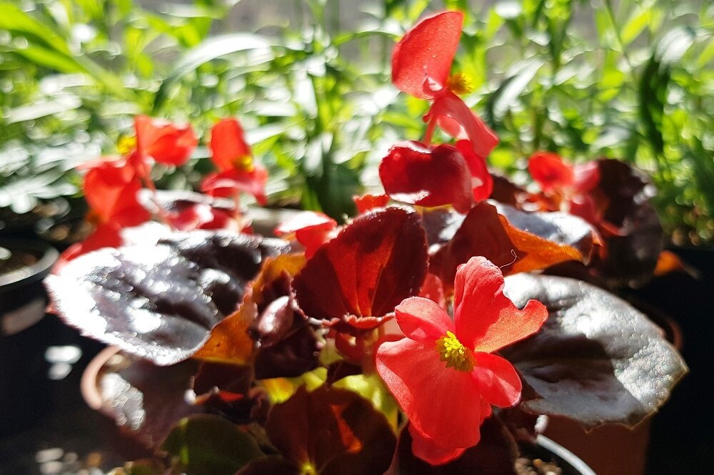    При благоприятных условиях бегония быстро переходит в фазу активного цветения