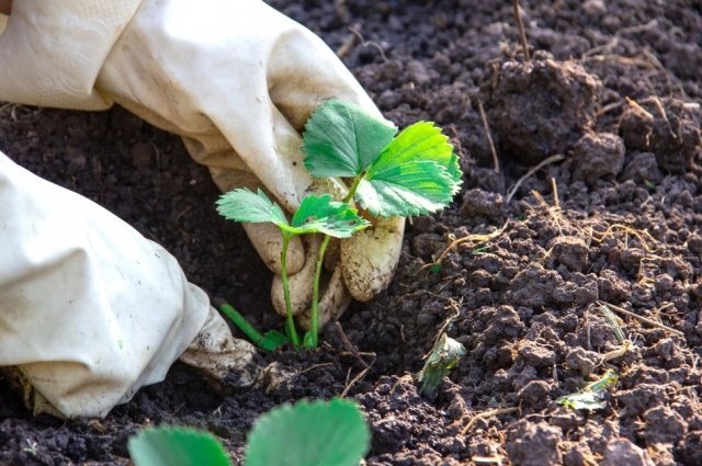    Как провести майскую пересадку клубники?