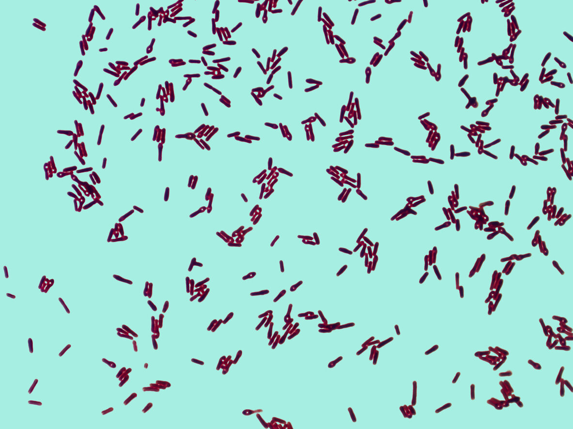    Bacillus subtilis — основное действующее вещество «Фитоспорина»