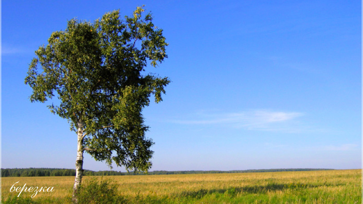 Песня березка кудрявая. Березка в поле. Береза в поле. Одинокая береза. Береза посреди поля.