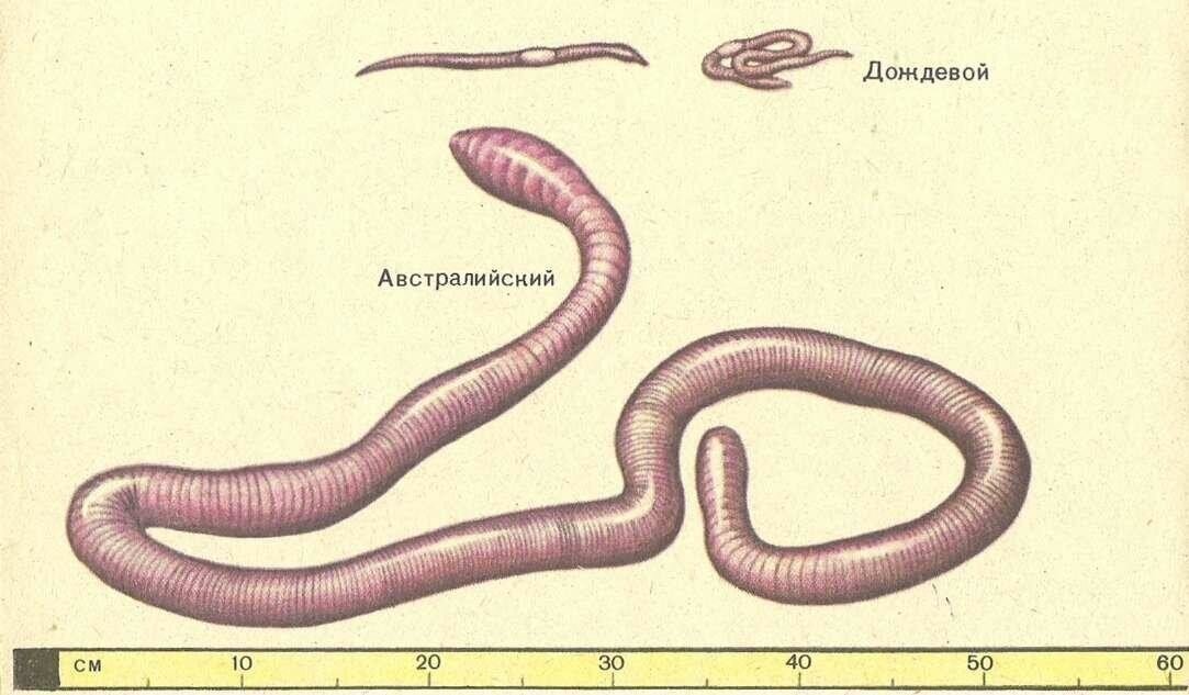 Дрожь земли: Гигантский австралийский червь | Есть мнение | Дзен