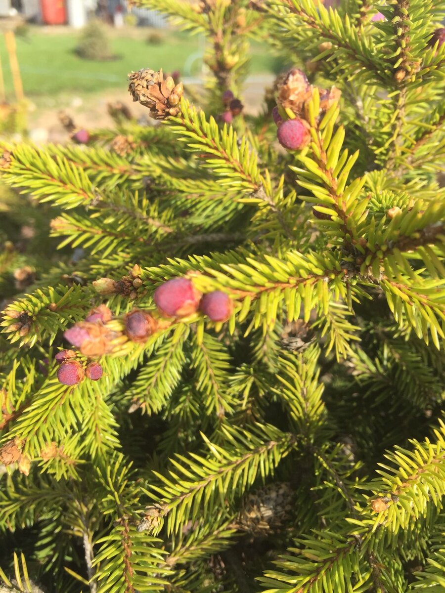 Весенние приросты на ели Пуш. Фото автора