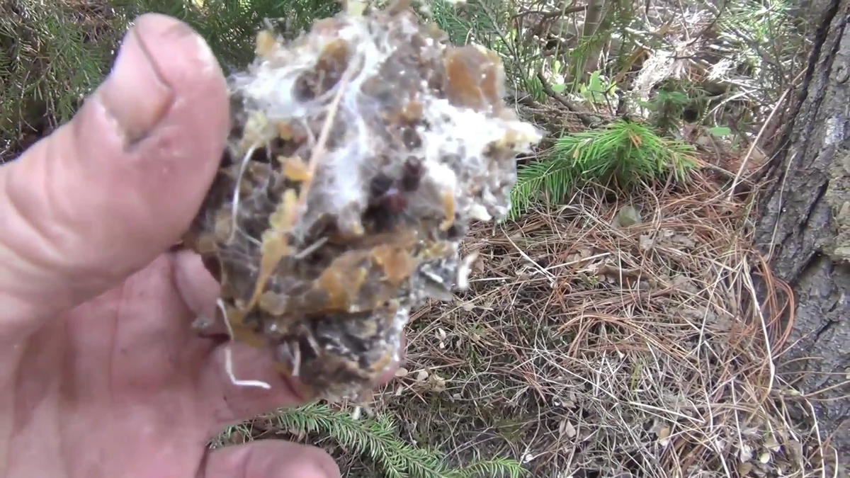 Кусок кедровой живицы - Обратим ВНИМАНИЕ что на стволе КЕДРА Грязь ОТКУДА? Ледоход? Людей тут нет.  - (смотрите на видео внизу статьи)