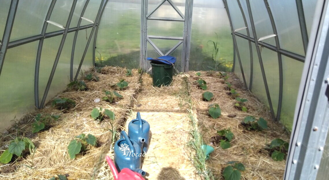 Всегда высаживаю огуречную рассаду в состоянии трёх настоящих листиков (четвёртый показался).