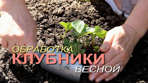 Обработка и подкормка КЛУБНИКИ весной.