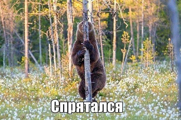 Забавный мишка вам в ленту) Картинка из открытых источников