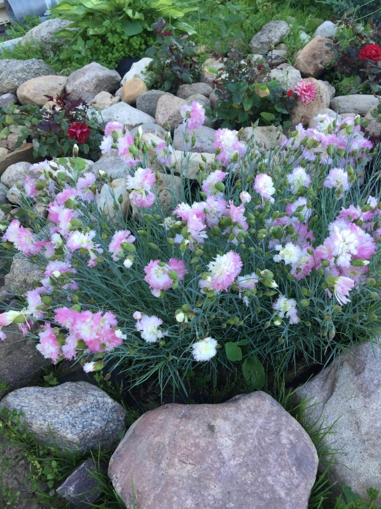 Создаем ландшафтный шедевр под дикорастущими хвойными. | Зазноба ...