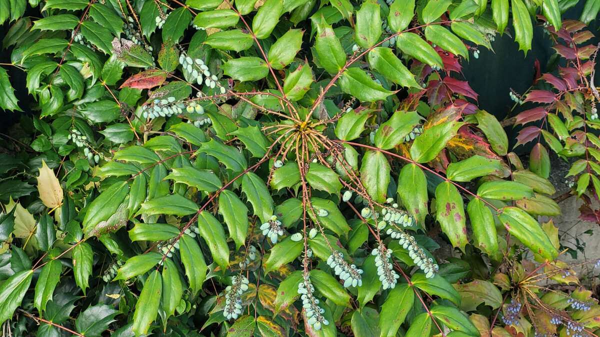 Растение по дороге к морю