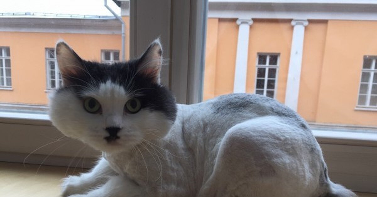 Кот Митя после стрижки