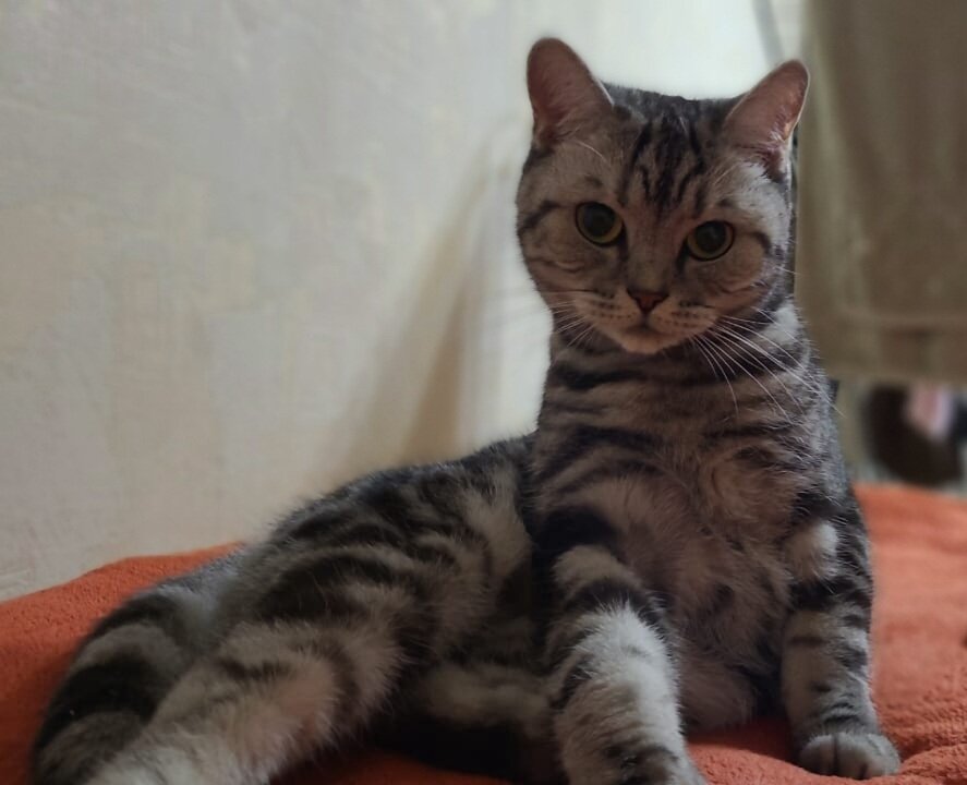 Леди- в теле кошки))