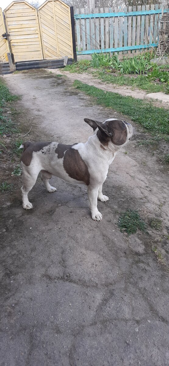 Вот стою - чистенький, красивый