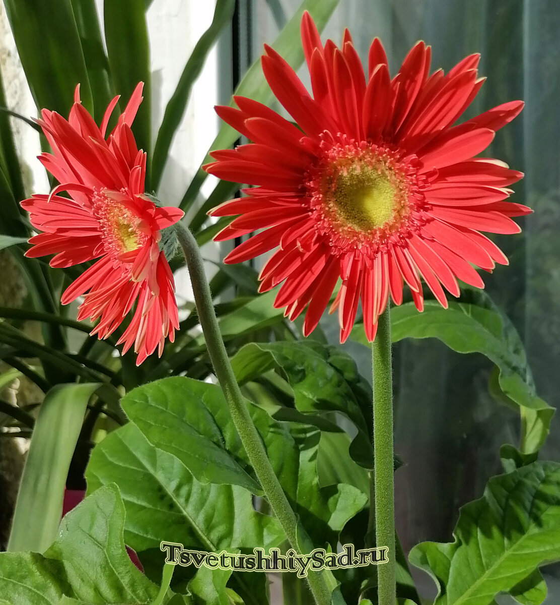 Цветущая гербера Лучики фото.