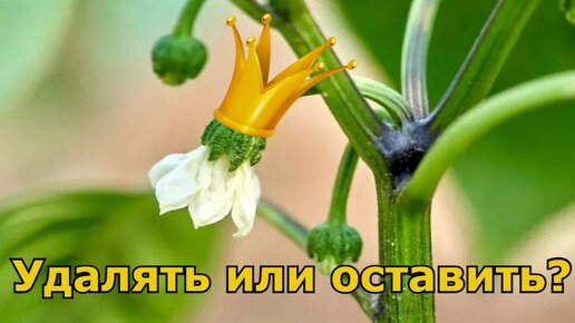 Удалять или оставить коронный цветок