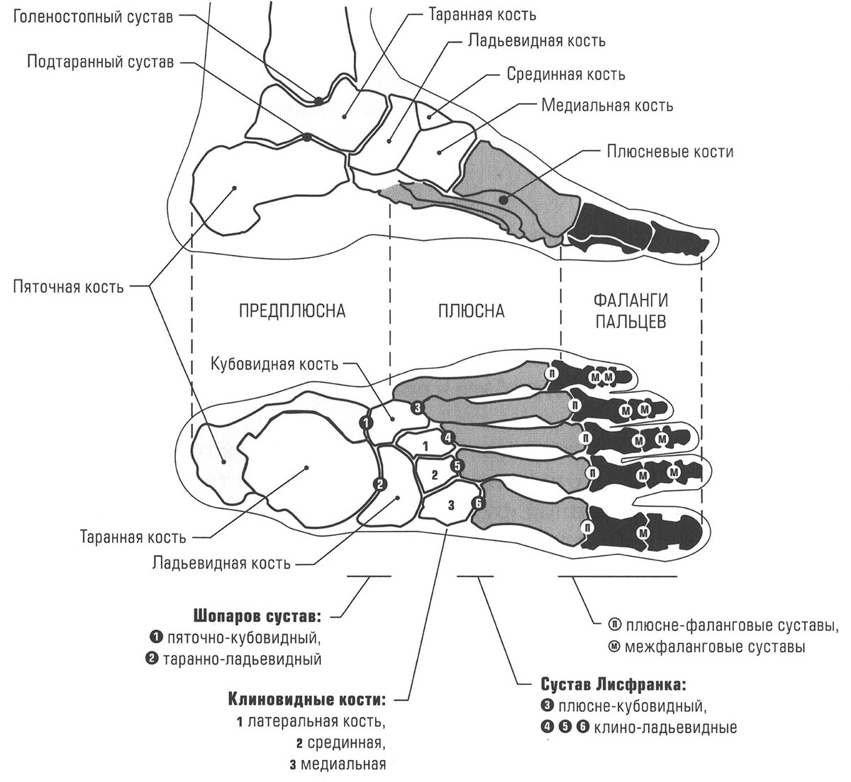 Строение ступни ноги человека фото с описанием костей и органов