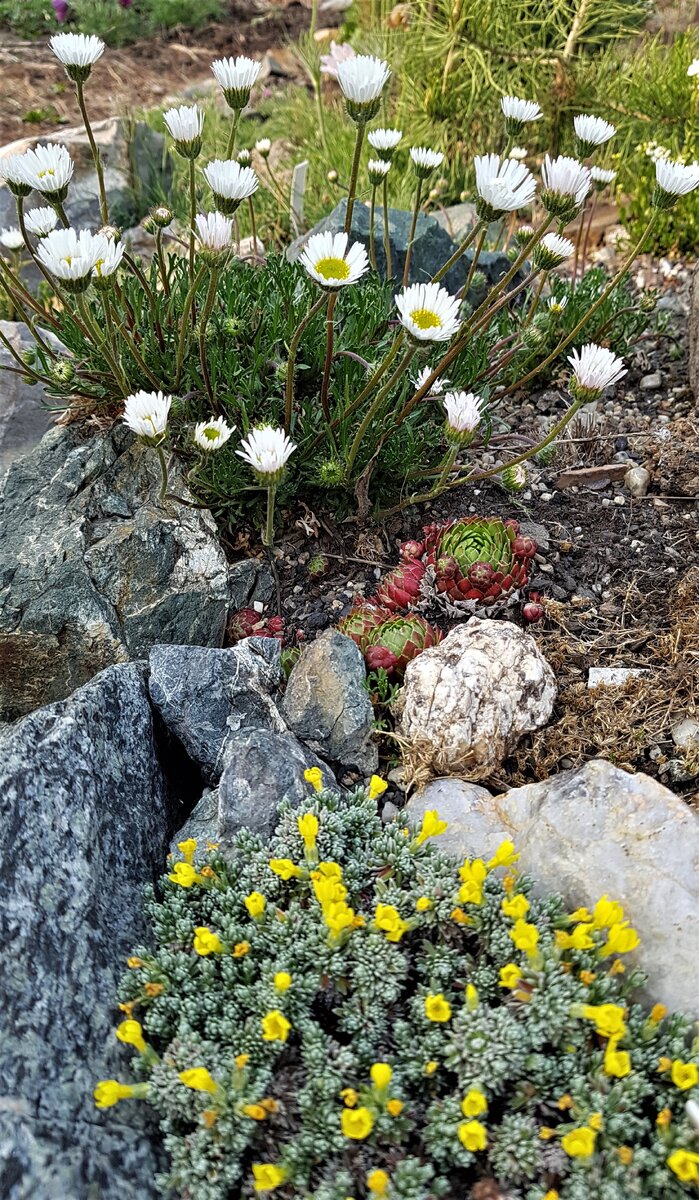 Пупавка еще долго будет радовать маленькими ромашками.