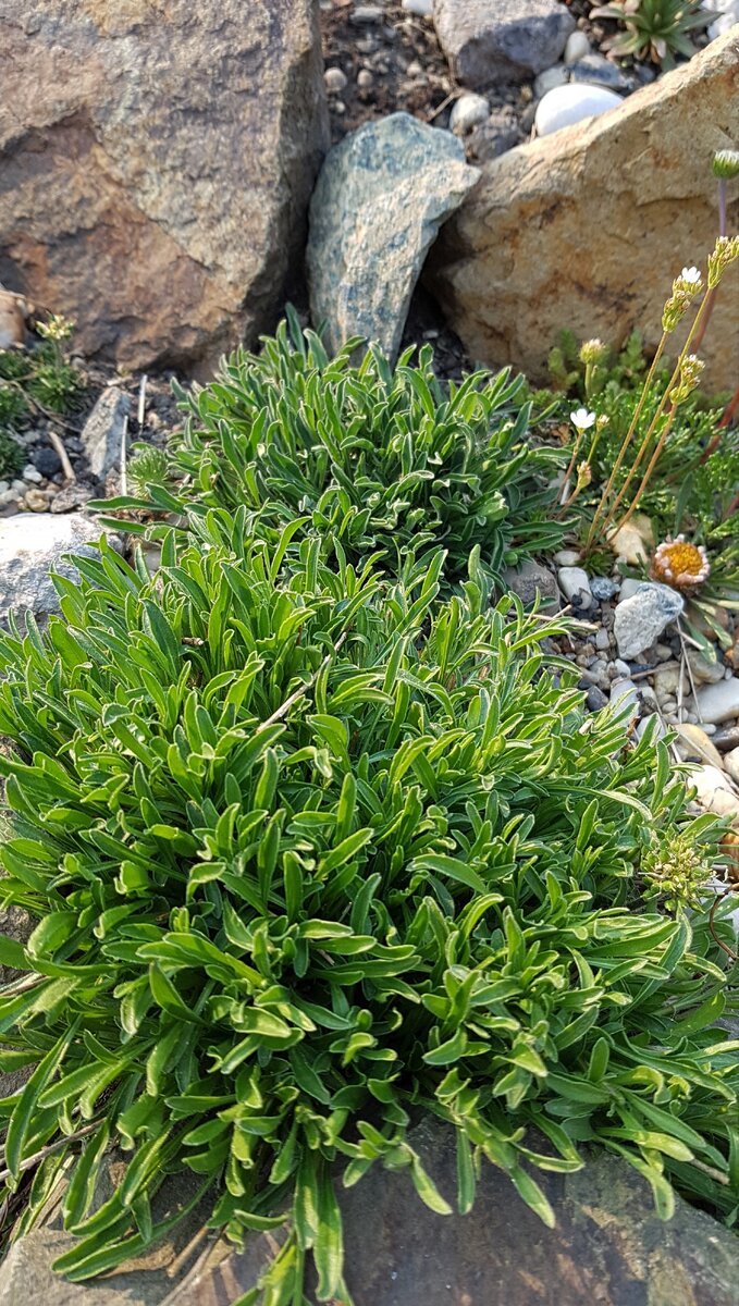 Кочки колокольчика наращивают зеленую массу, закладывают бутоны,готовятся к цветению, а оно должно быть обильное, обливное.