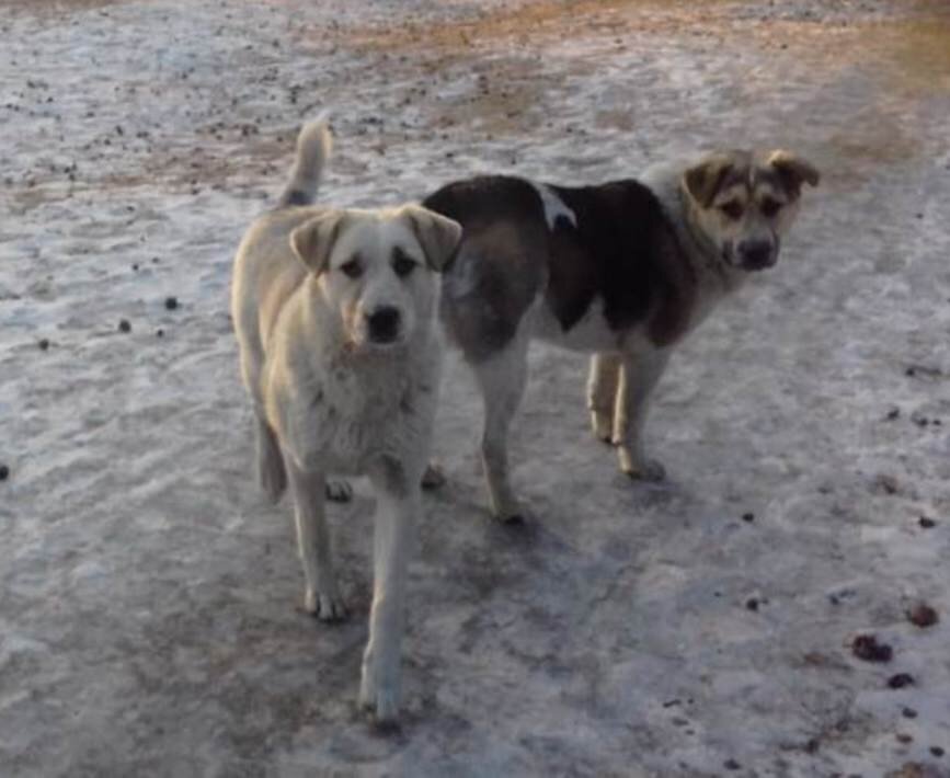 Эти собаки были отравлены живодерами и умерли в мучениях , когда поднялась волна жестокости после внесения в Думу "законопроекта Сарданы". Несмотря на обращение в прокуратуру, реакции властей нет.
