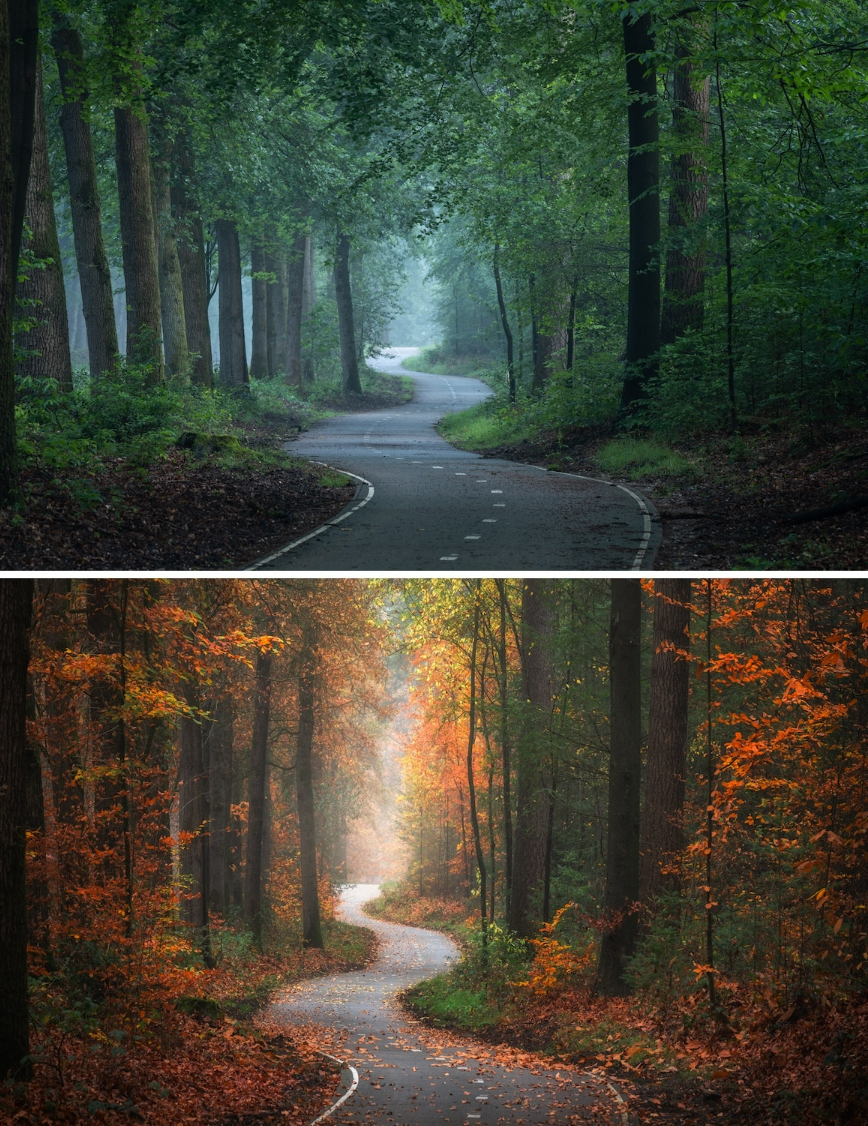 Скриншот-цитата  https://mymodernmet.com/wp/wp-content/uploads/2020/07/Speulderbos-Seasons-Albert-Dros-0.jpg