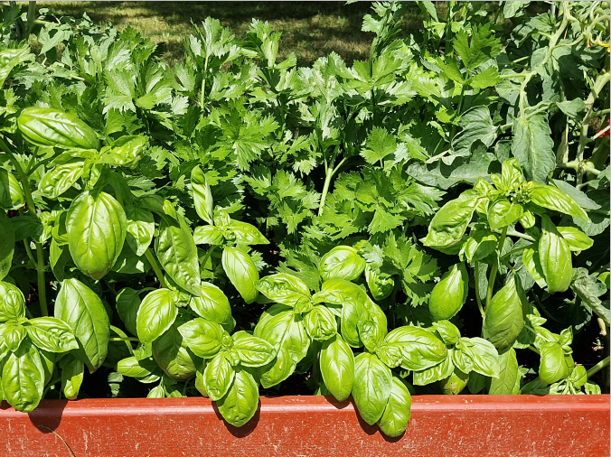 Фото Фиолетового сна