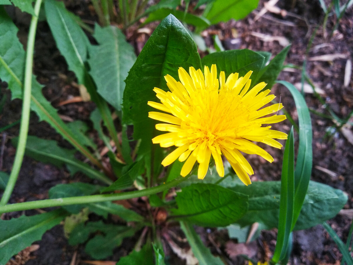Стихия дерева очень хваткая. Растения могут прорастать даже сквозь асфальт. Они умеют видеть возможности.