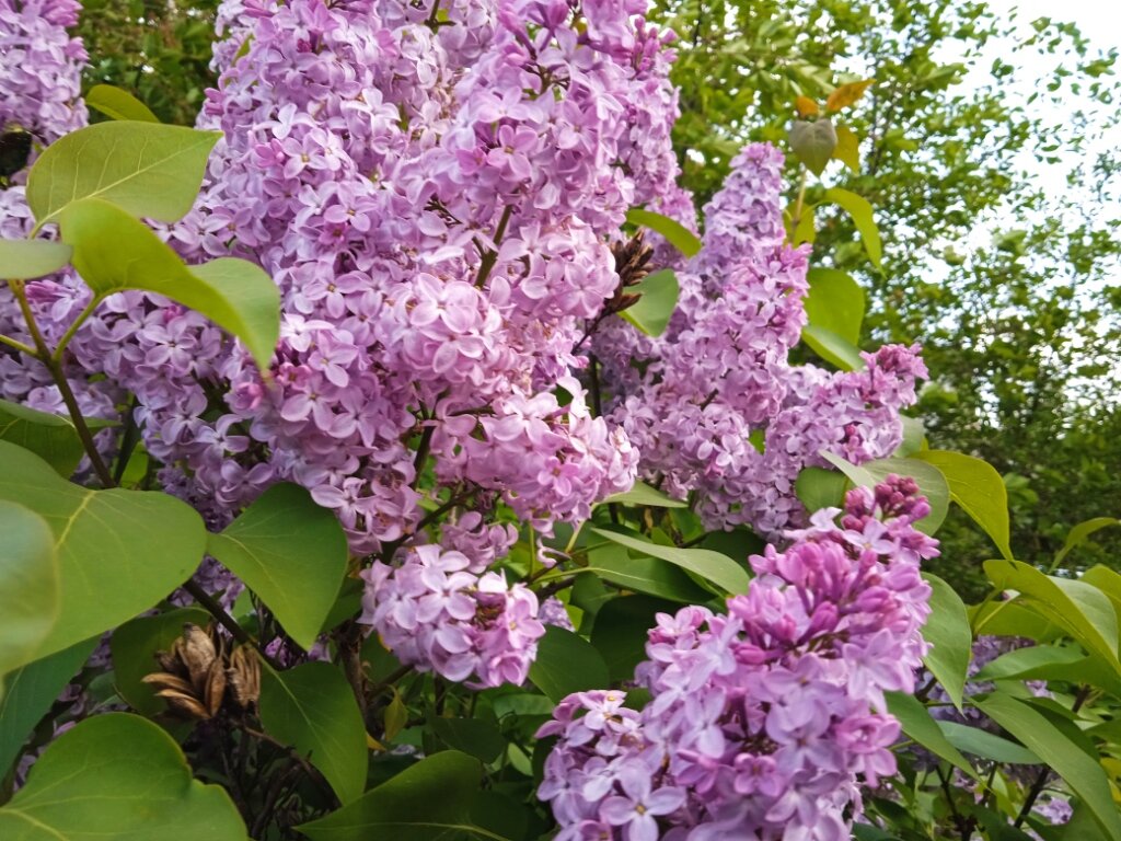 Сирень алишот. День сирени 8 мая. Праздник сирени. Комнатная сирень.