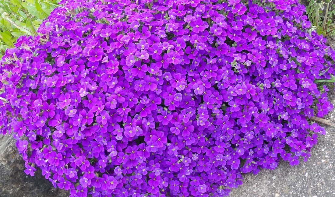 Хотите цветущий ковер? Посадите почвопокровные многолетники! 🌿 🌸 ...