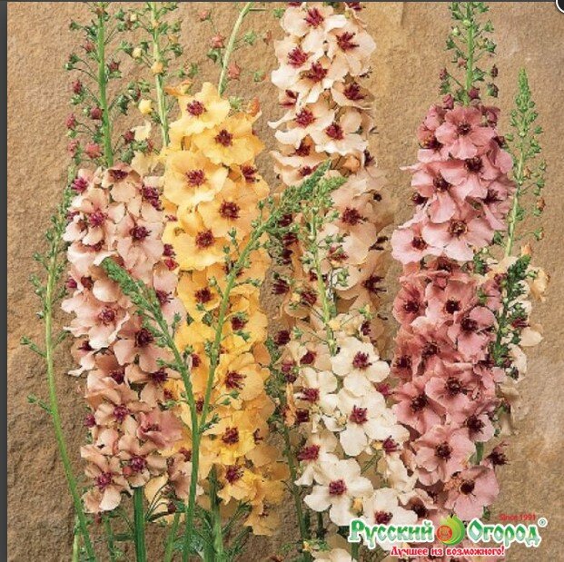 ФОТО с Сайта Русский Огород https://www.ncsemena.ru/shop/sadovaya_kollektsiya_vesna/lukovichnye_i_mnogoletniki/verbaskumy/verbaskum_sauzen_sharm-id1013965/