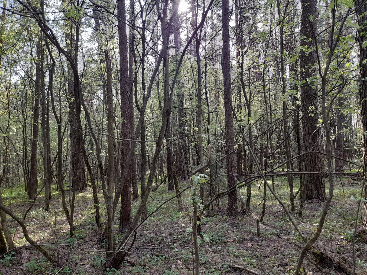 Сосново-березовый лес в деревне Николо-Малица