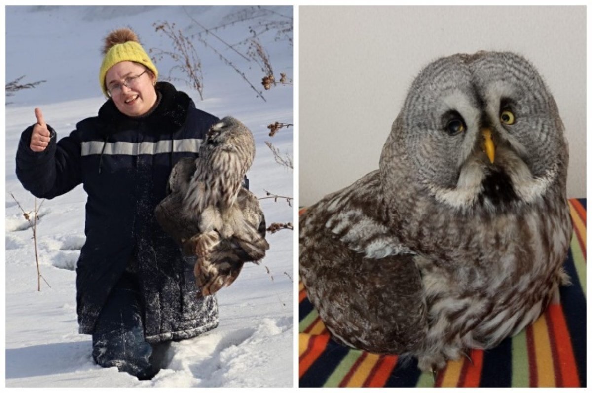    В Новосибирске волонтёры спасли замерзающую на трассе сову