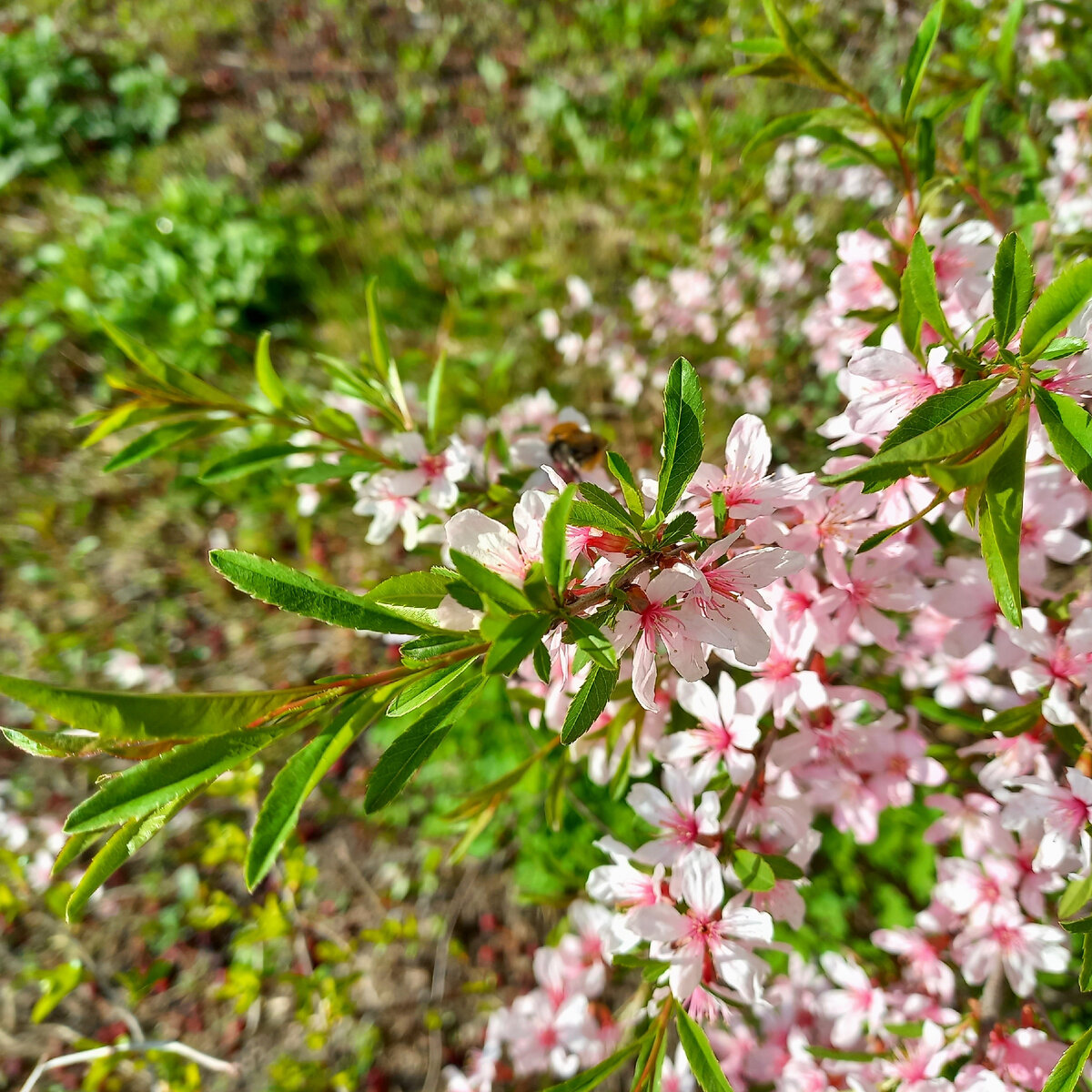 Шмеля видите?
