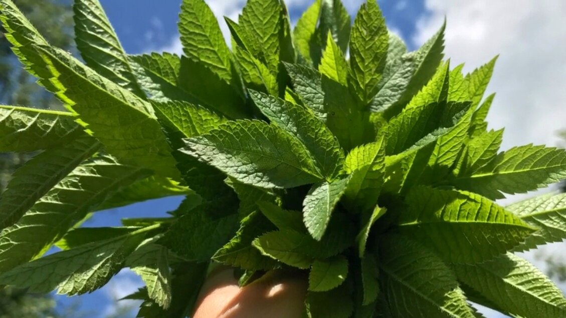 Посмотрите, какие аппетитные листочки. Фото автора 