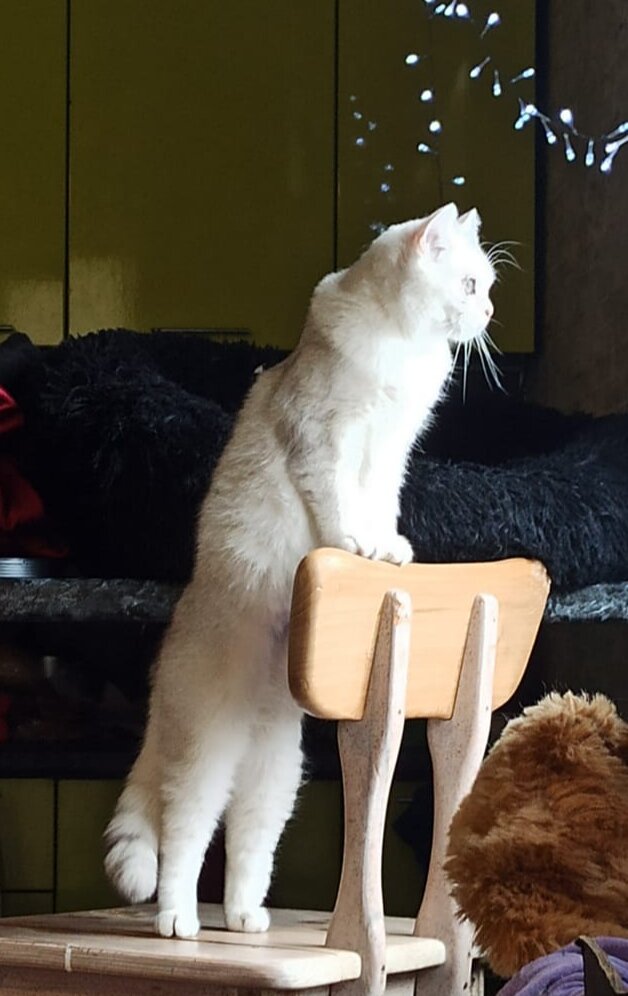 Зовут кота?) 