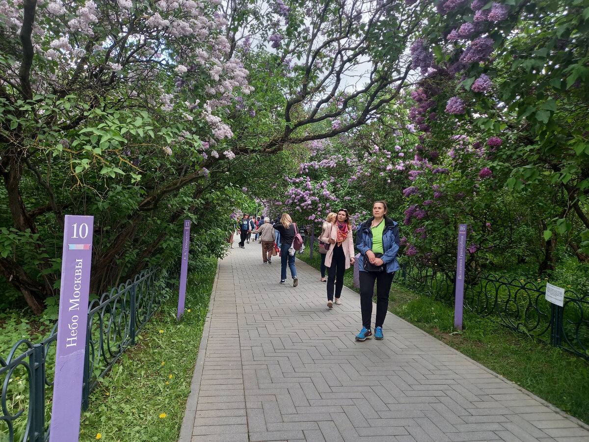 сиреневый парк в москве