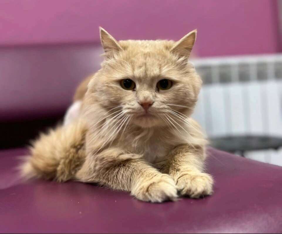 Наигравшись с Персиком, хозяева отправили его на улицу, надеясь, что там он не пропадёт. Ведь рядом теплотрасса, где можно поесть и погреться.