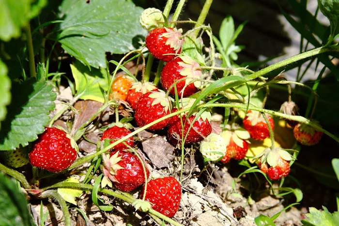 Фотография взята из источника yandex.ru