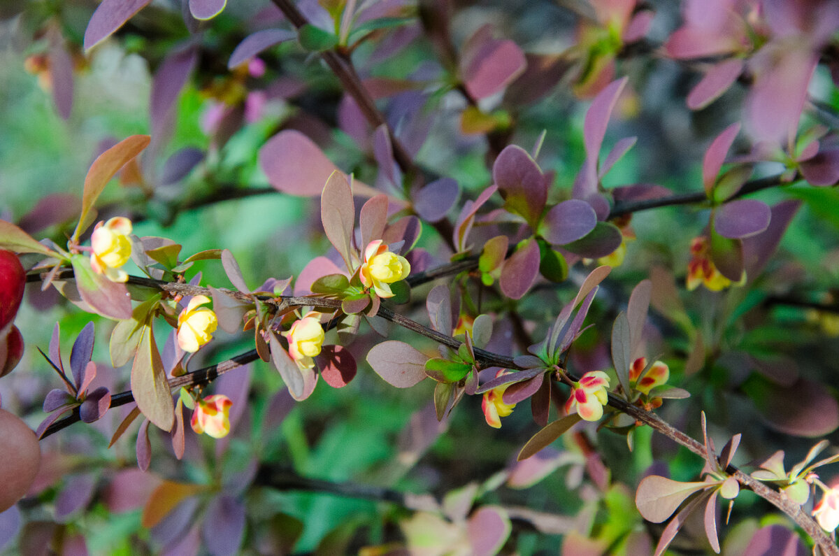 Весенние барбарисы Тунберга. Санрайз