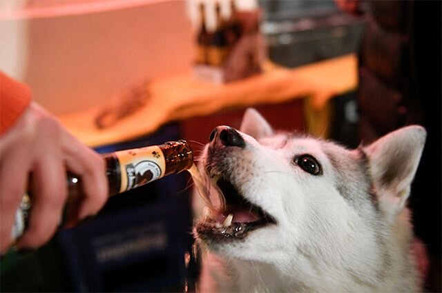 Хозяин угощает своего питомца лакомством для собак. Фото: РИА Новости/ Максим Блинов