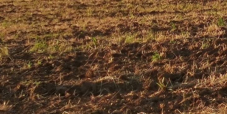    В Австралии регистрируют больше гербицидов для оптических точечных опрыскивателей