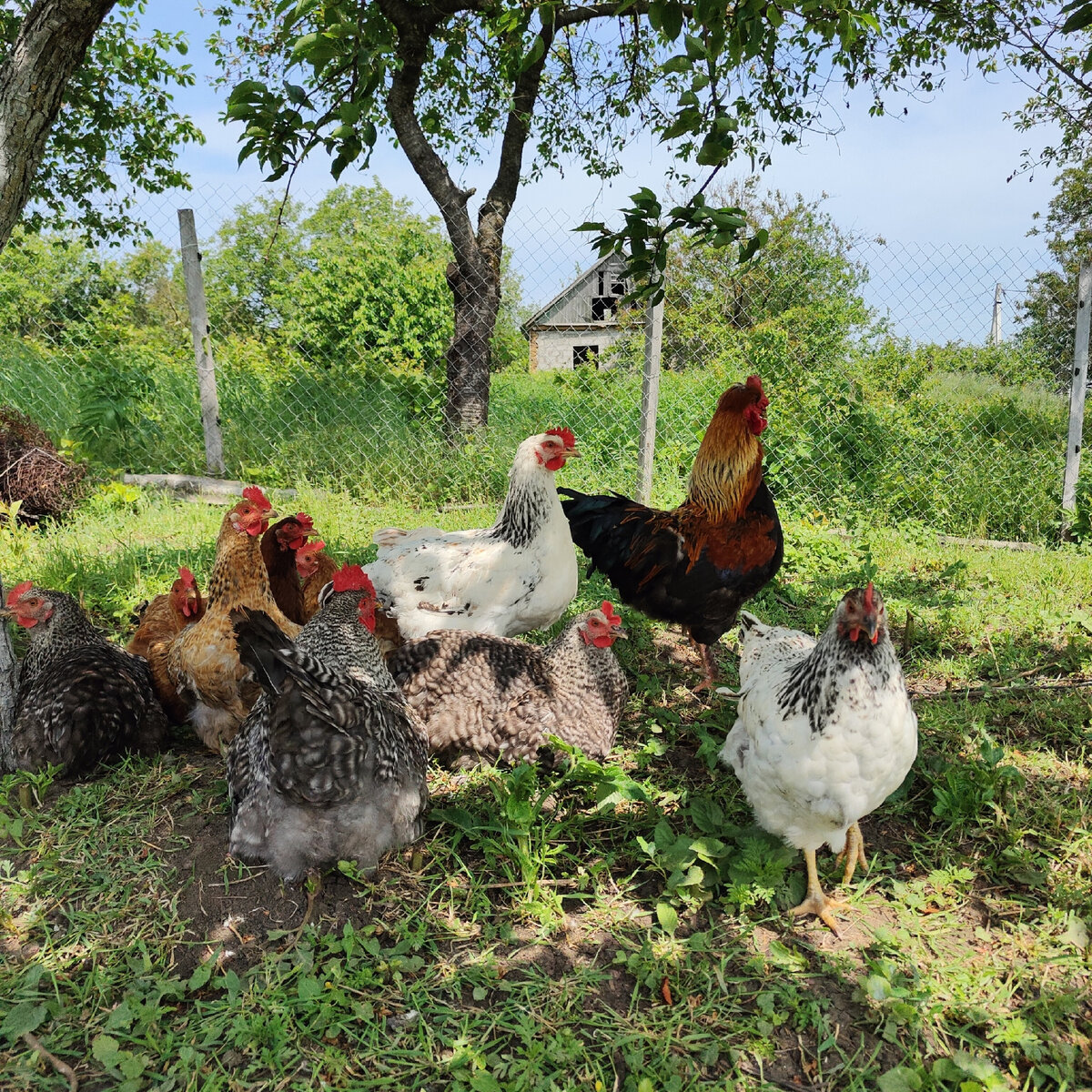 Наши курочки