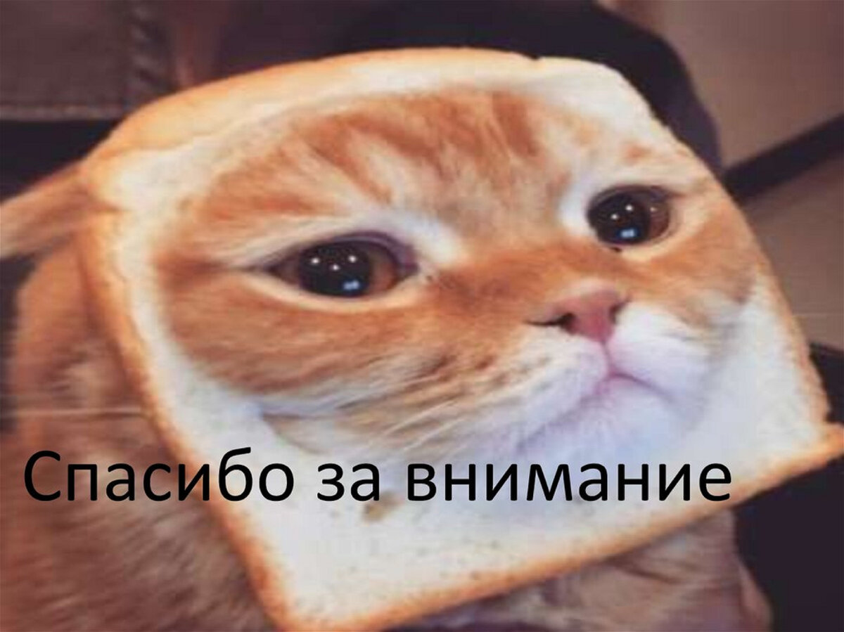 Внимание картинка с котом