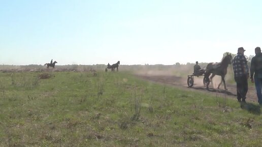 Коневодство в Болтовском хозяйстве. Сузунский район.