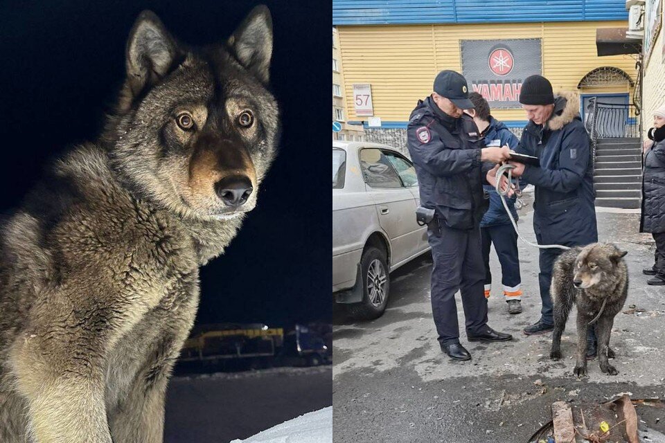    На улицах Дудинки поймали волкособа. Фото: МВД