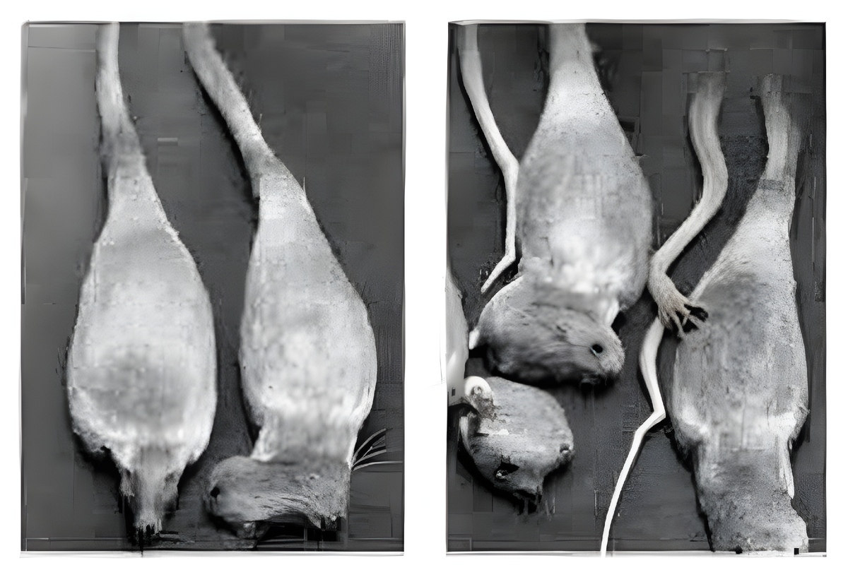 Этот ужас сгенерирован нейросетью. Картинка нужна только для привлечения внимания