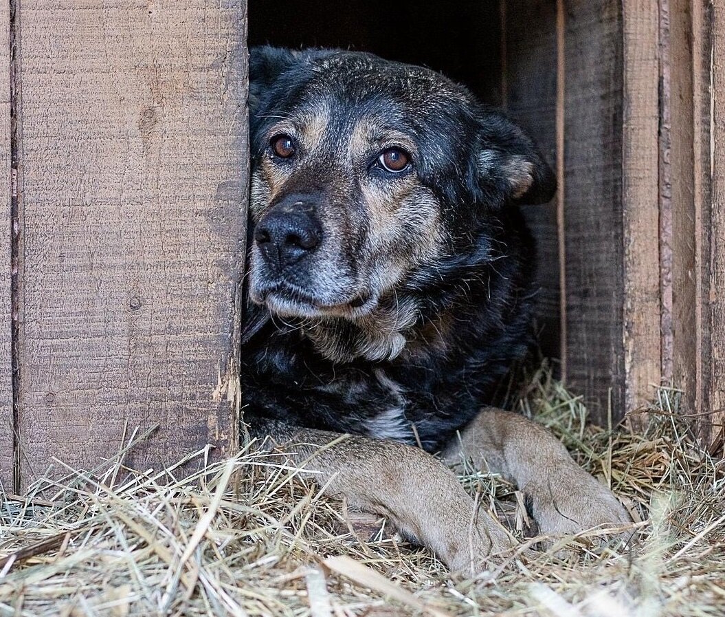 Баба Нюша ️ Это же всего лишь собака? А вы видим одинокую бабушку с ...
